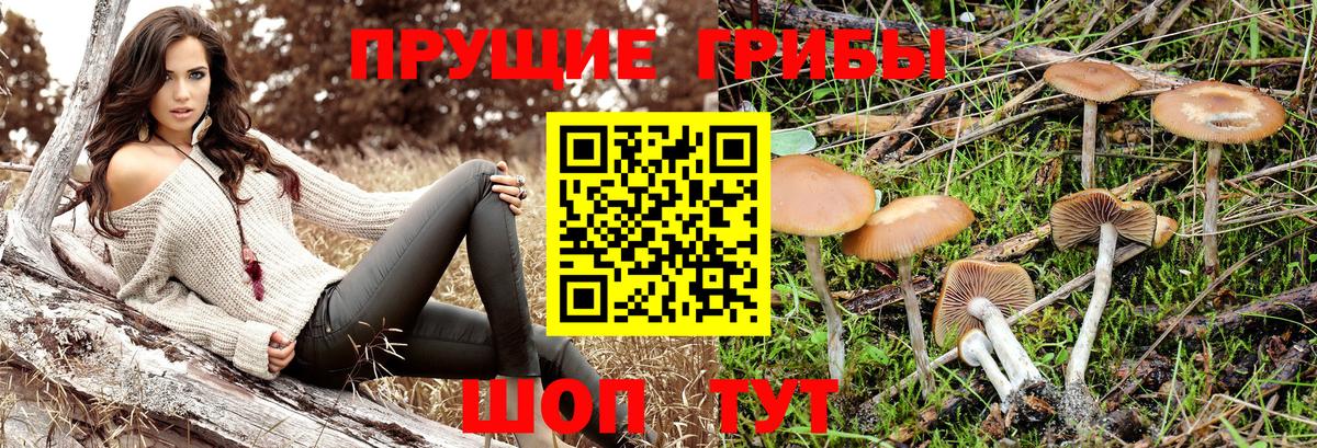 Кропоткин  Галлюциногенные грибы мухоморы  Вход с VPN  Галлюциногенные грибы Psilocybine cubensis 